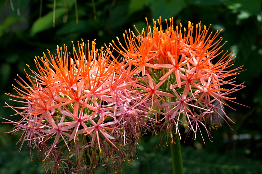 Plantentuin Meise belgie plantentuin kasteel van Bouchout Nymphaea nenuphar Waterlelie kas serre plantenkas hdr botanische tuin